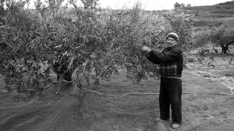 Ruta del aceite - Rioja Alavesa