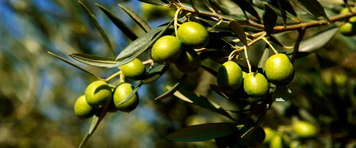 Qué hacer en San Sebastián - Ruta del Aceite en Rioja Alavesa